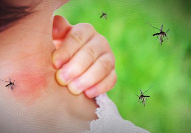 Why do mosquitoes find some people more attractive?