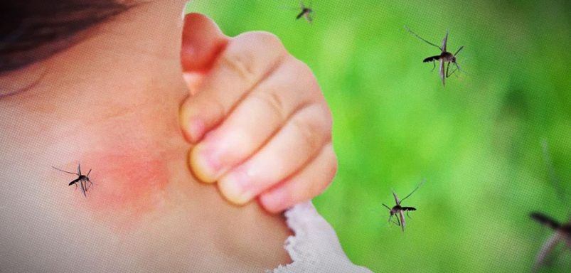 Why do mosquitoes find some people more attractive?