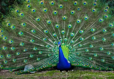 Why do peacocks dance in the rain?