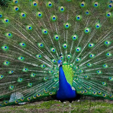 Why do peacocks dance in the rain?