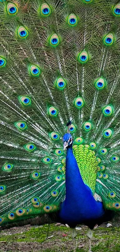 Why do peacocks dance in the rain?