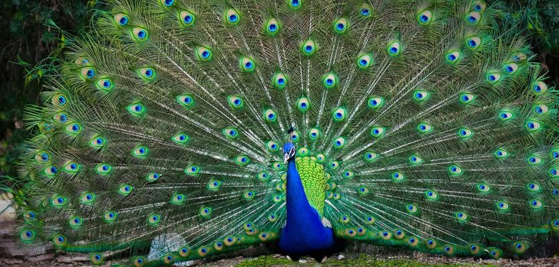Why do peacocks dance in the rain?