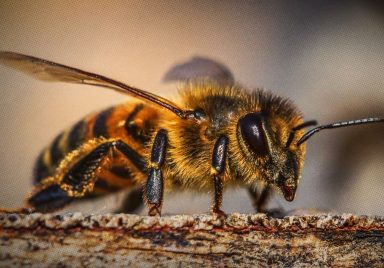 5 ways insects make better choices than humans