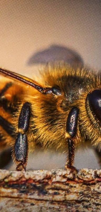 5 ways insects make better choices than humans