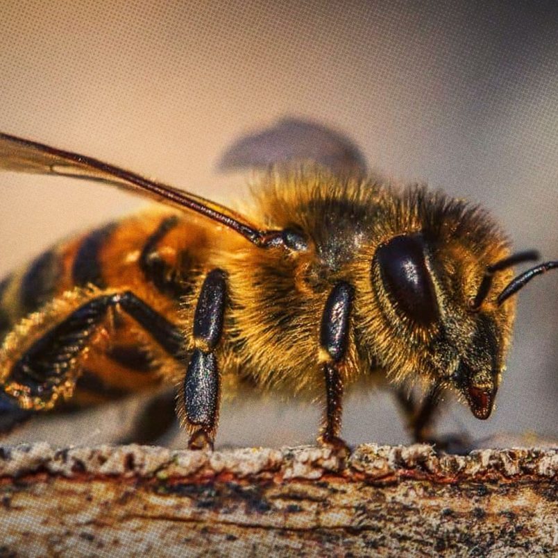 5 ways insects make better choices than humans