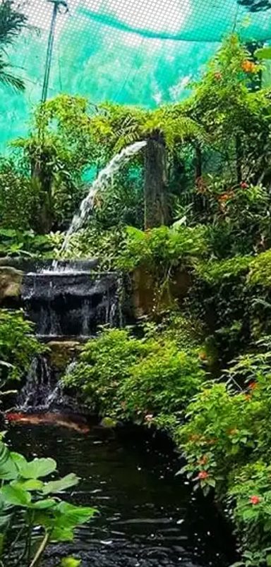Chittagong's Butterfly Park: The country's first living butterfly garden
