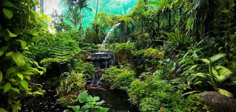 Chittagong's Butterfly Park: The country's first living butterfly garden