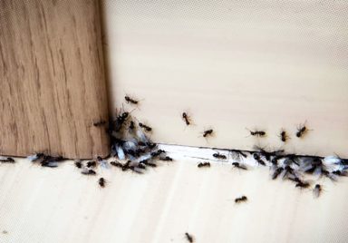 5 common household pests and simple ways to keep them out