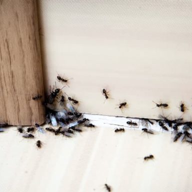 5 common household pests and simple ways to keep them out