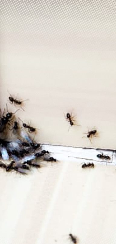 5 common household pests and simple ways to keep them out