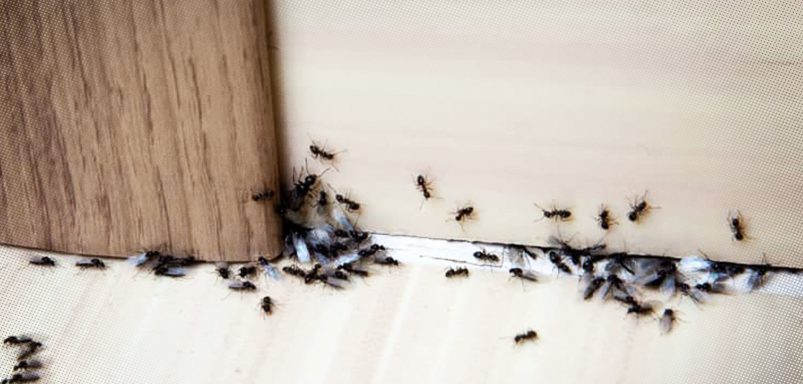 5 common household pests and simple ways to keep them out