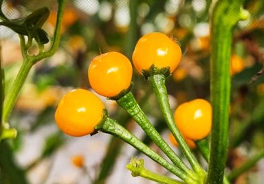 Why are these chilli grown in Cumilla the world’s most expensive?