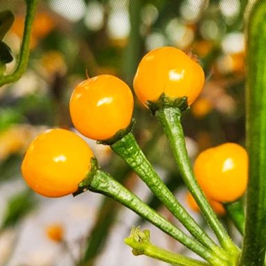 Why are these chilli grown in Cumilla the world’s most expensive?