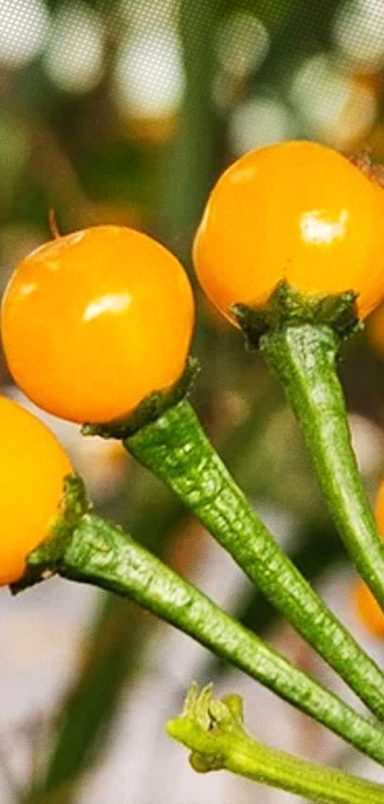 Why are these chilli grown in Cumilla the world’s most expensive?