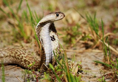 10 common snakes in Bangladesh and how dangerous they are