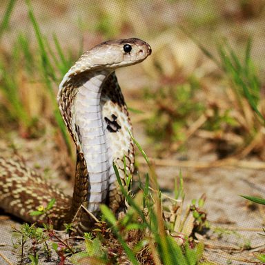 10 common snakes in Bangladesh and how dangerous they are