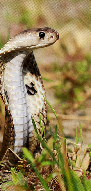 10 common snakes in Bangladesh and how dangerous they are