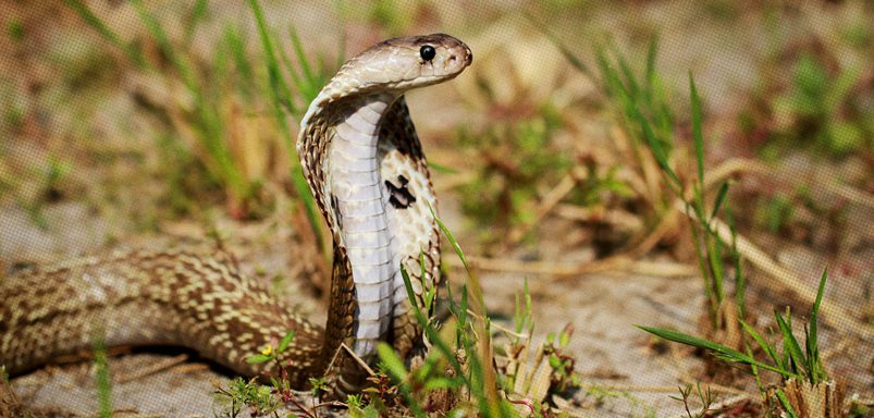 10 common snakes in Bangladesh and how dangerous they are