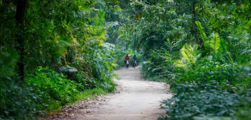A walk in the Singra National Park
